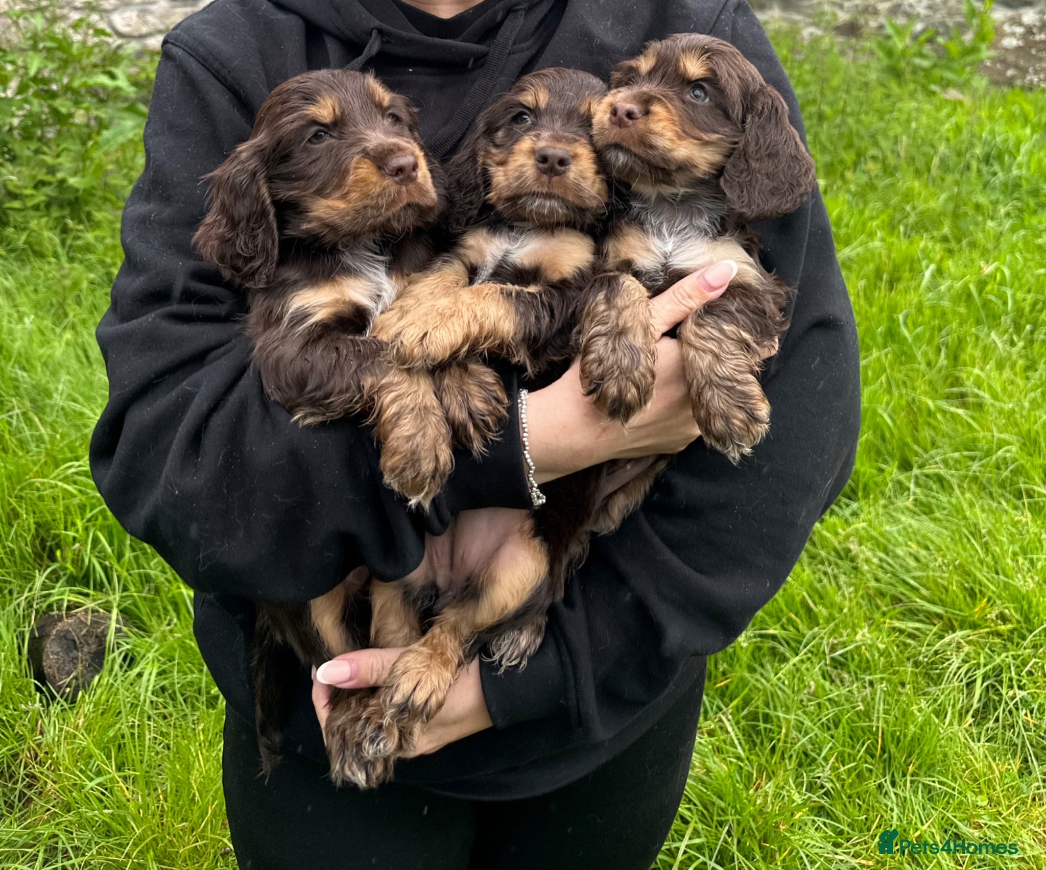 Cocker Spaniel dogs Beautiful 5 Chocolate and Tan Show Cockers - Advert 10