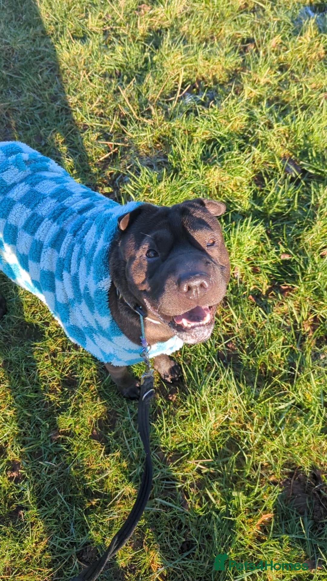 Shar Pei dogs for sale: Urgent ⚠️ Loving Shar Pei x Staffie Needs Home ❤️ - Advert 10