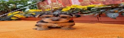 Yorkshire Terrier dogs for sale: Yorkshire Puppies for Sale - Advert 22