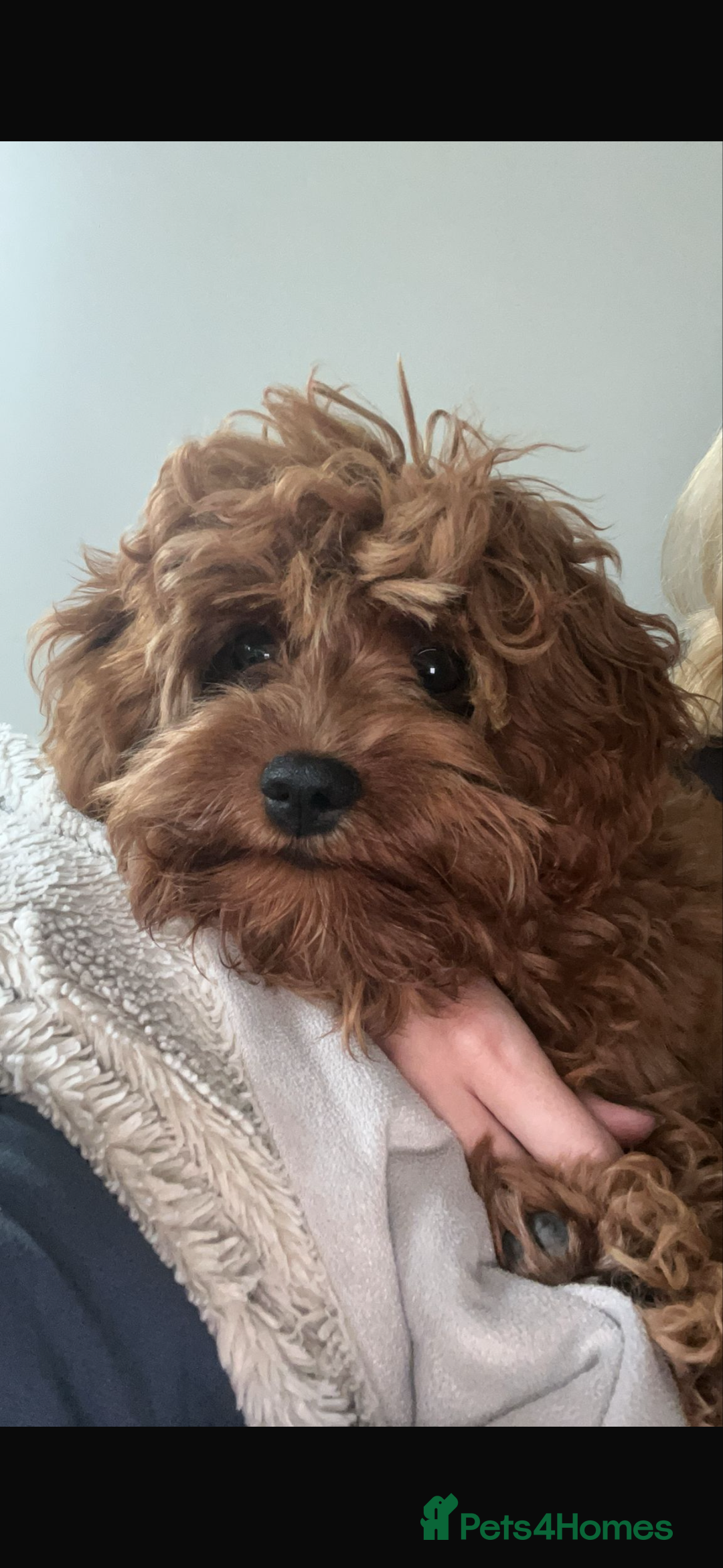 Cavapoo dogs for sale: Stunning F1 Toy Cavapoo’s 5* licensed breeder DNA - Advert 14