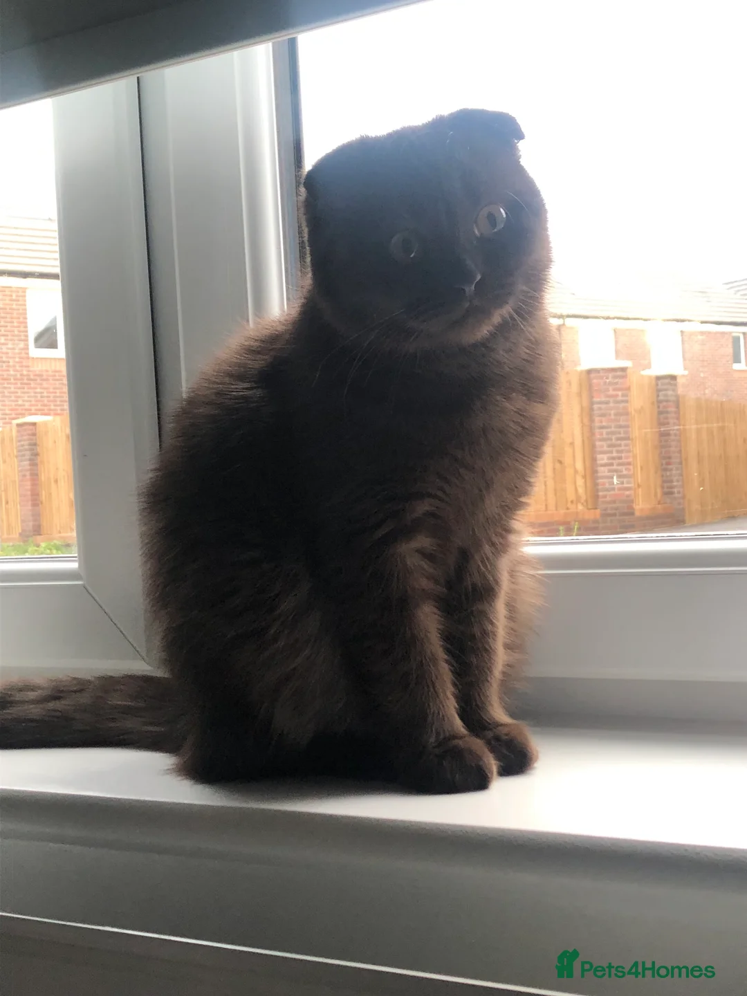 Scottish Fold cats for sale: 🐾 Rare Chocolate Beauty in Edinburgh 🏡 - Advert 21
