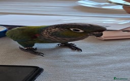Conures birds for sale: Crimson bellied conure - Image 1