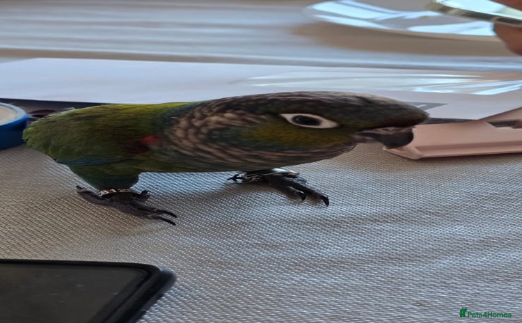 Conures birds - Advert 1