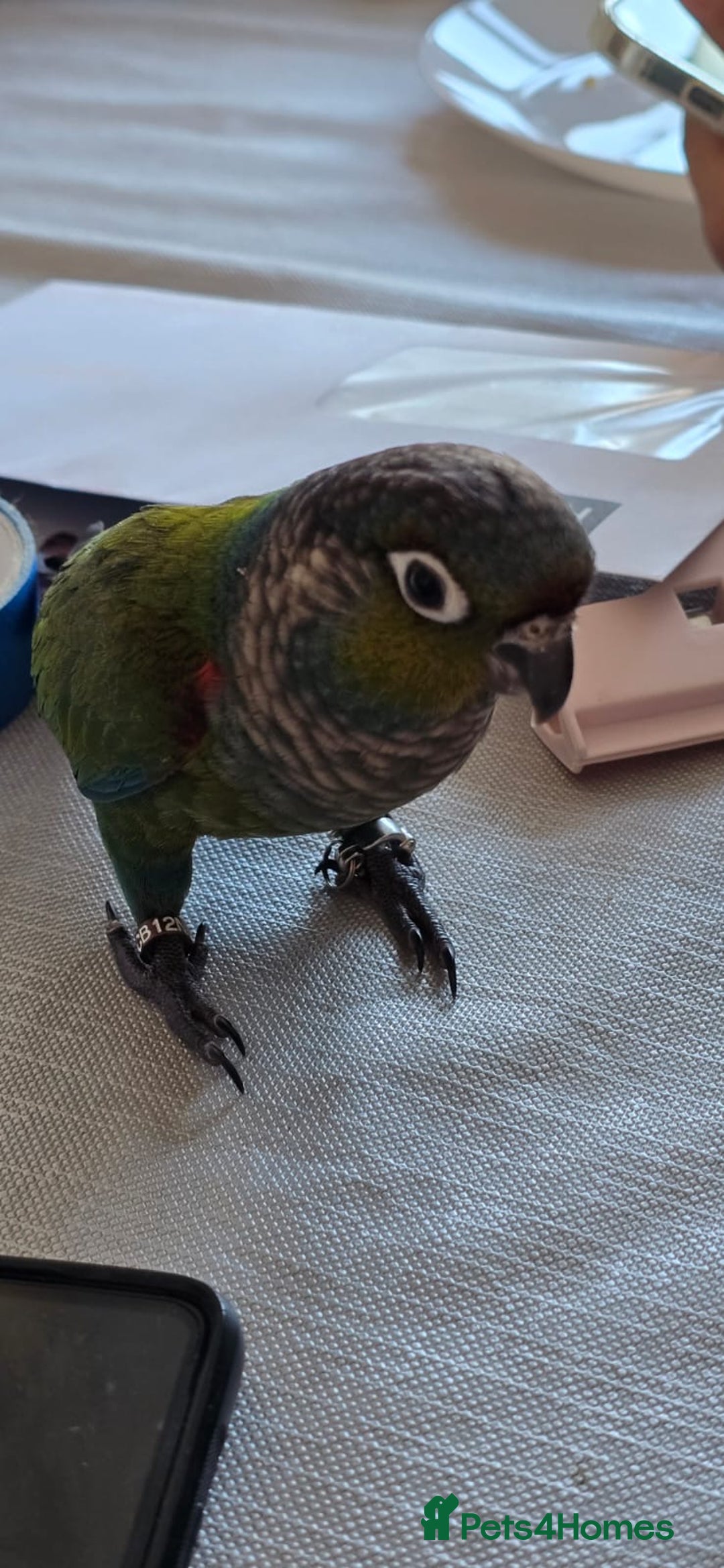 Conures birds for sale: Crimson bellied conure - Image 1