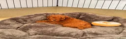 Cavapoochon dogs for sale: 3 Cavapoochon boys in Carmarthen - Advert 11