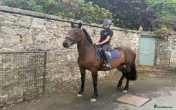 Riding pony horses for sale: SAFE SENSIBLE HAPPY HACKER - Image 1