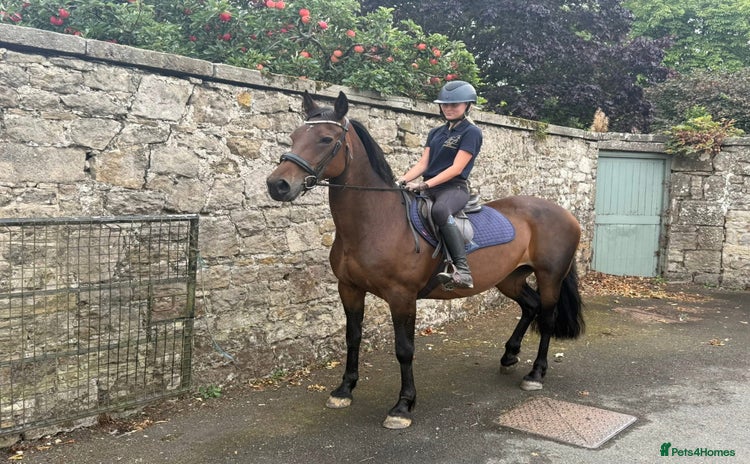 Riding pony horses for sale - Advert 1