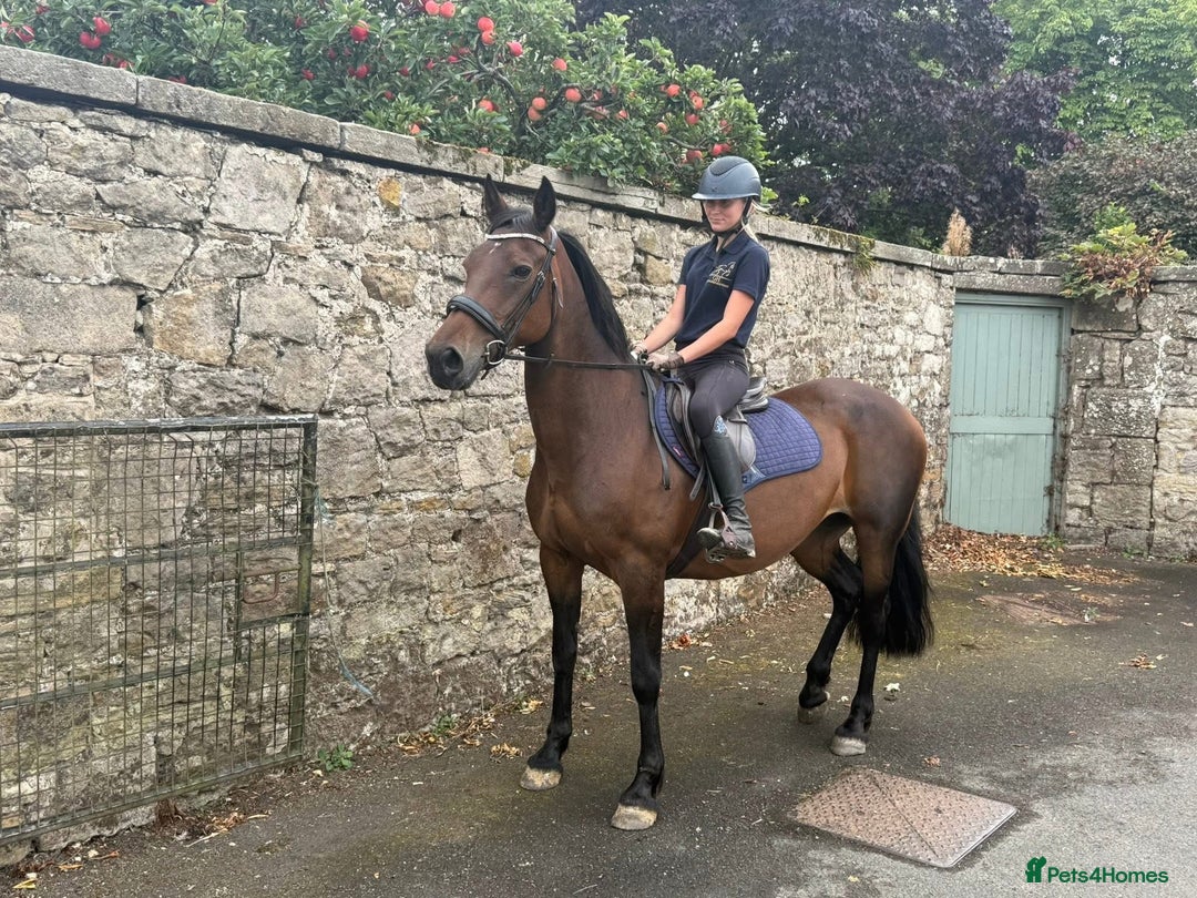 Riding pony horses for sale: SAFE SENSIBLE HAPPY HACKER - Image 1