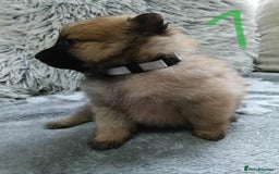 Pomeranian dogs for sale: Pomeranian puppies looking for their forever homes - Image 5