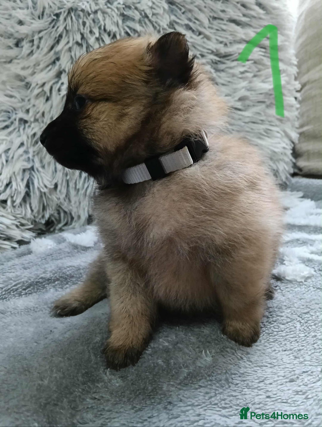 Pomeranian dogs for sale: Pomeranian puppies looking for their forever homes - Image 5