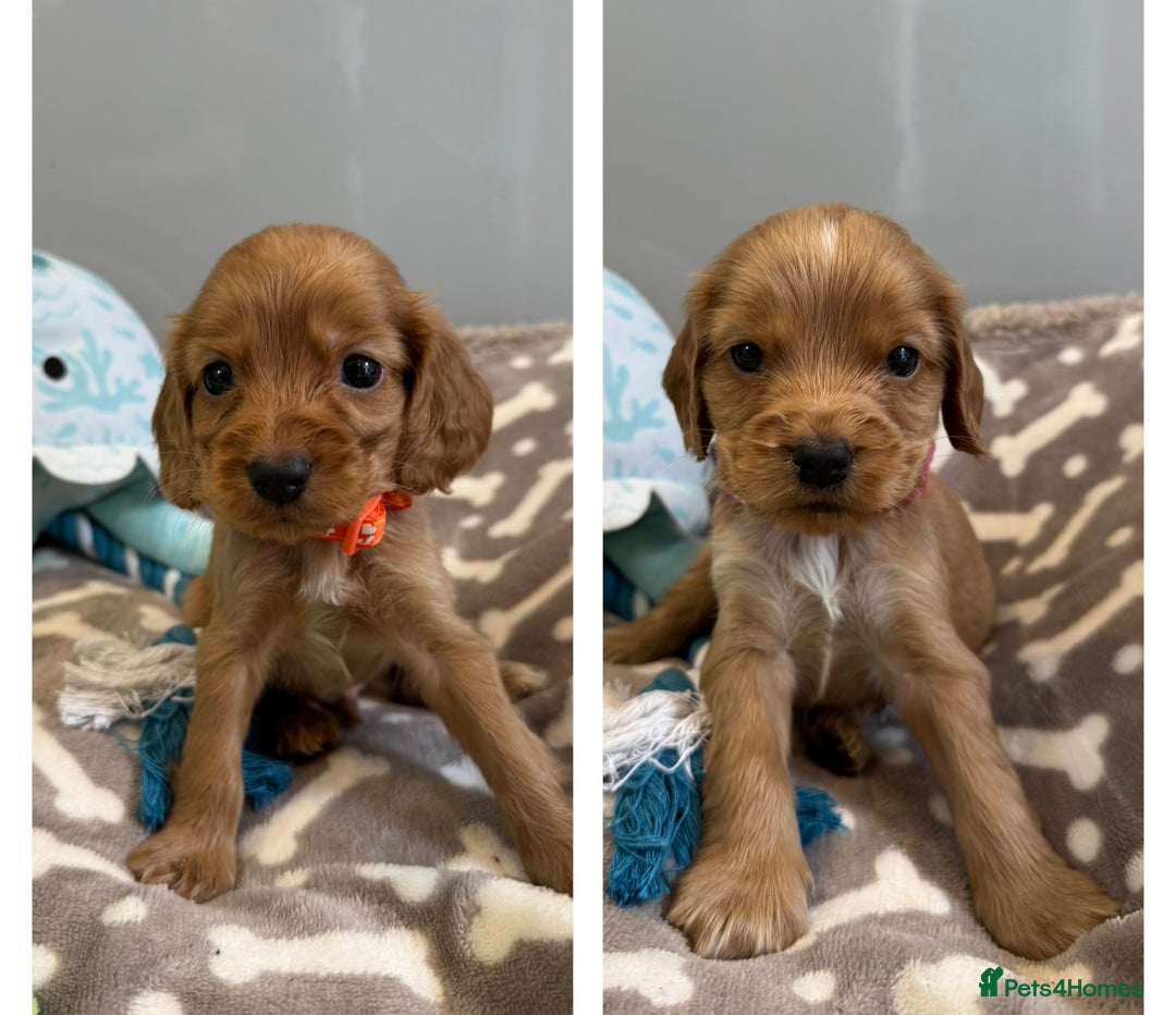 Cocker Spaniel dogs for sale: 🐾Exceptional Show Cocker Spaniels🐾 - Image 1