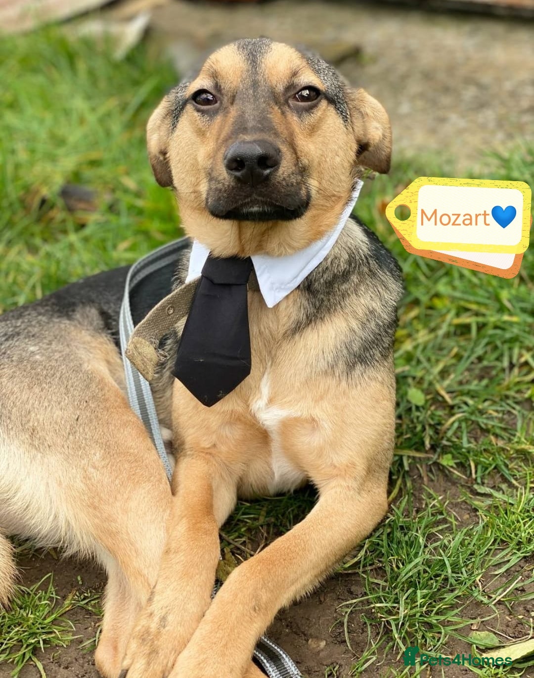 Mixed Breed dogs for adoption: 💙🐶 MOZART 🐶💙 - Advert 1