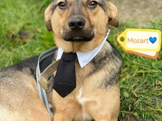 Mixed Breed dogs 💙🐶 MOZART 🐶💙 - Advert 1