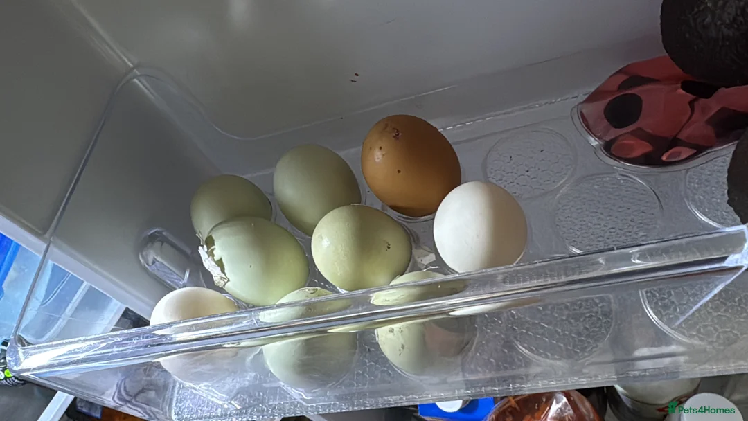 Chickens poultry for sale: Laying hen flock of 6 in Crawley - Advert 4