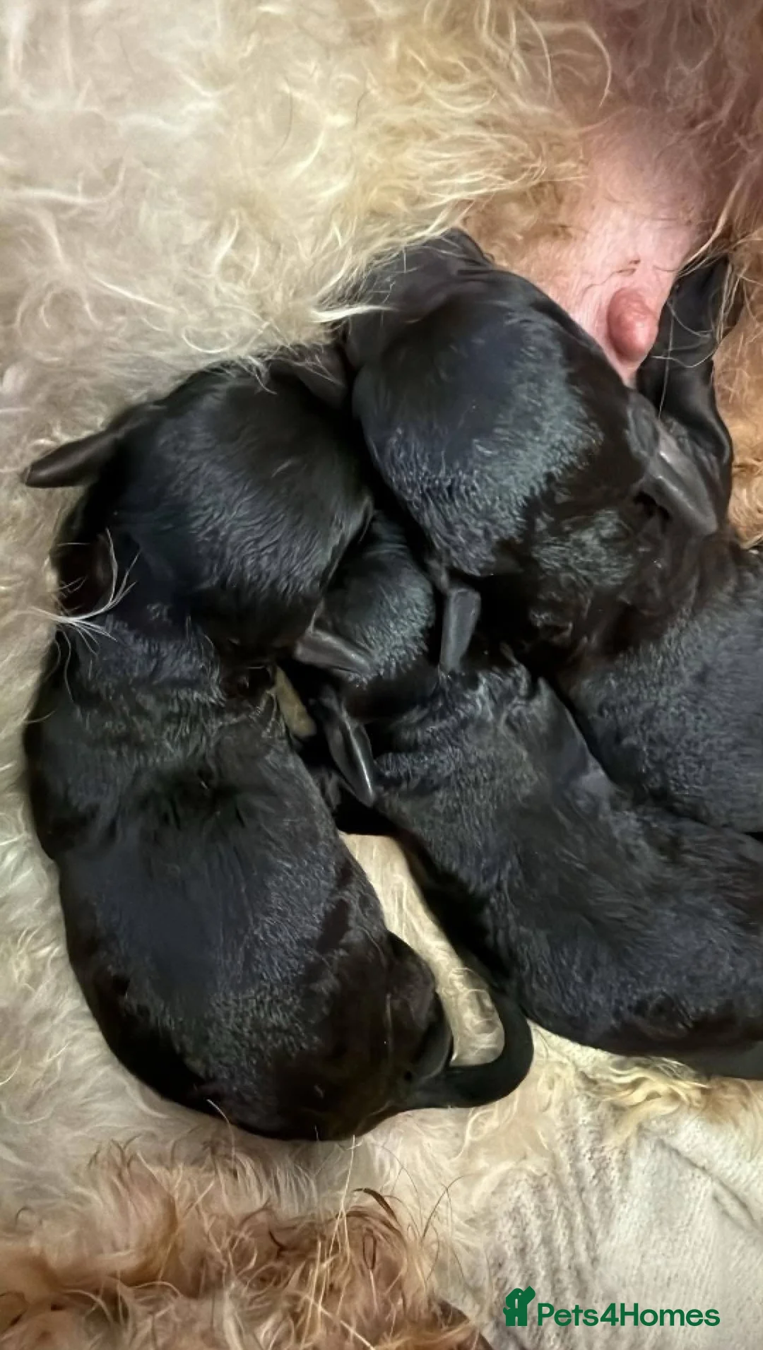 Bedlington Terrier dogs for stud: KC Registered Bedlington Terrier Stud in Ferryhill - Advert 21