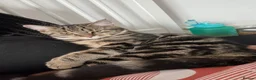 Mixed Breed cats for sale: Maine Coon x Tabby 4 Year Old Female - Advert 1