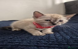 Bengal cats for sale: Kittens for sale  - Image 5
