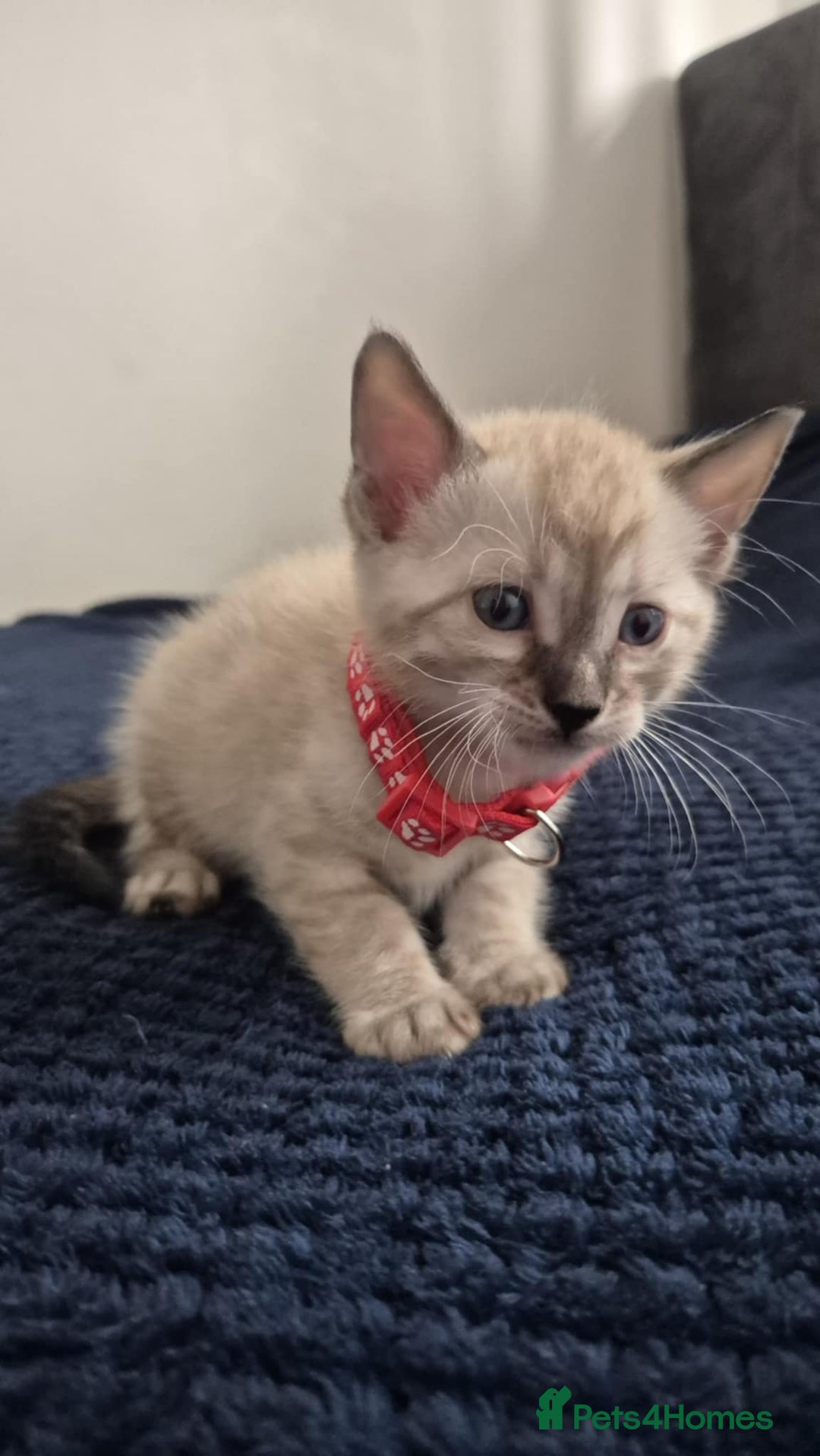 Bengal cats for sale: Kittens for sale  - Image 5