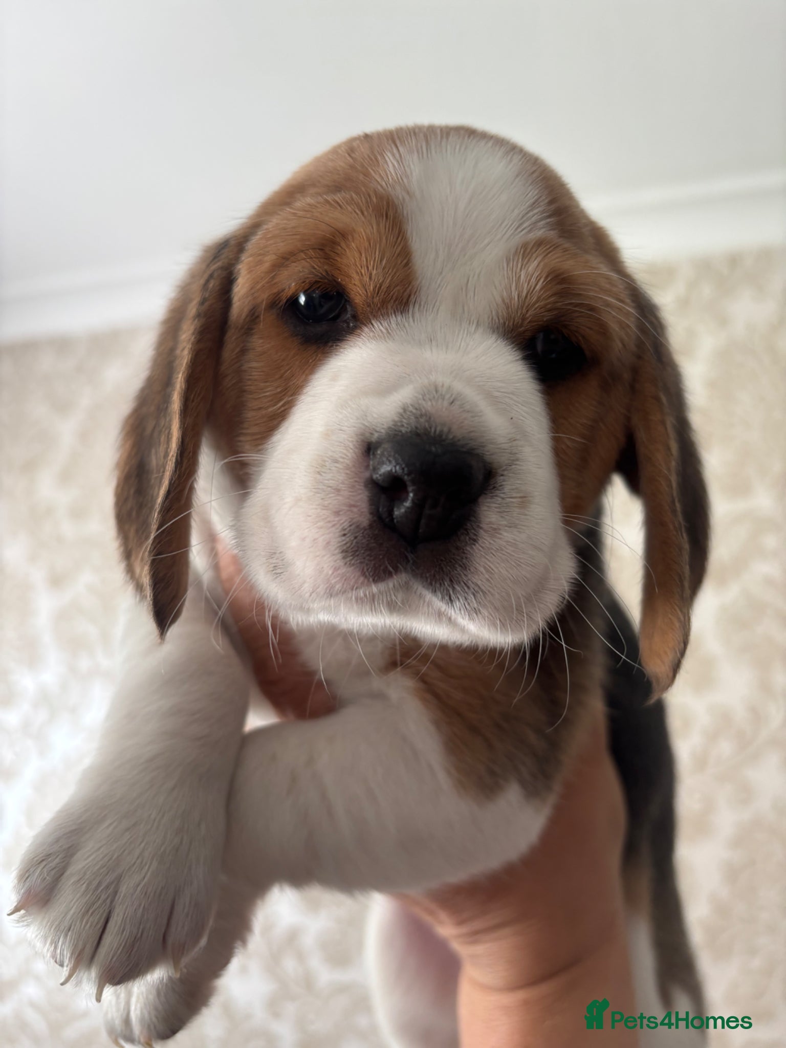 Beagle dogs Stunning Beagle puppies  - Advert 2