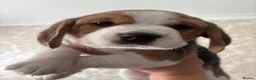 Beagle dogs for sale: Beautiful Beagles(ready now) - Advert 17