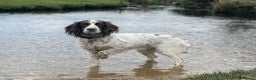 English Springer Spaniel dogs for sale: KC Working Line Springer Litter Confirmed  - Advert 1