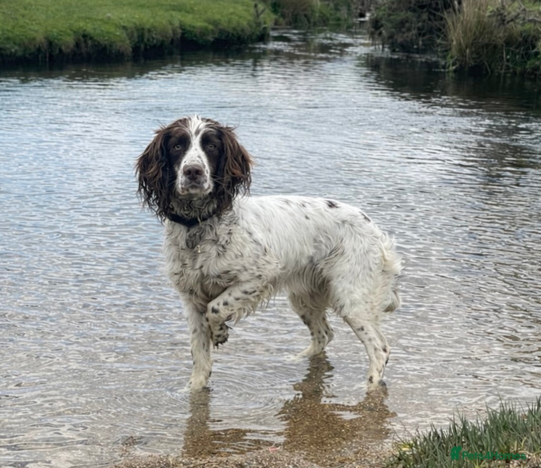English Springer Spaniel dogs for sale: KC Working Line Springer Litter Confirmed  - Advert 1