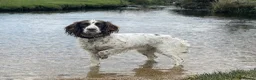 English Springer Spaniel dogs for sale: KC Working Line Springer Litter   - Advert 12