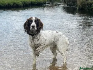 English Springer Spaniel dogs KC Working Line Springer Litter Confirmed - Advert 2