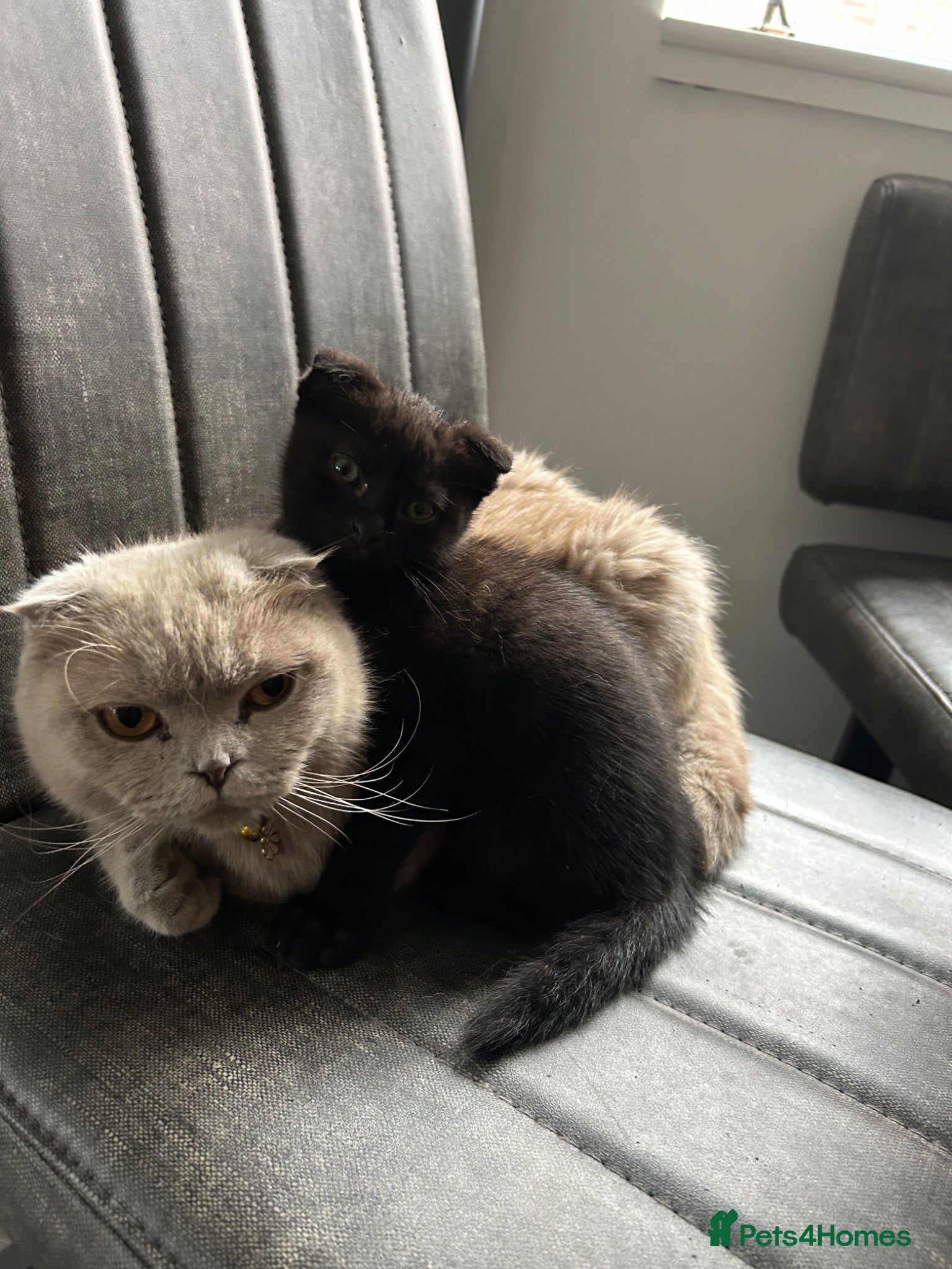 Scottish Fold cats Scottish fold boy - Advert 2