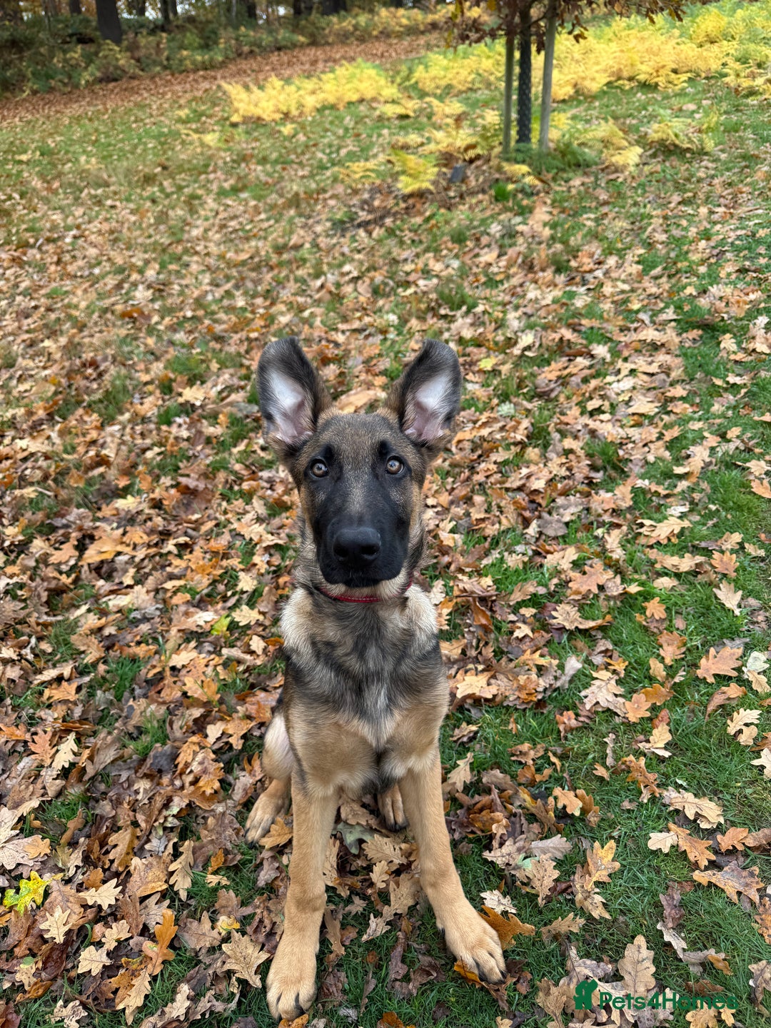 German Shepherd dogs for sale: Special home needed for Mando - Advert 5