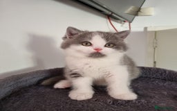 British Shorthair cats for sale: 4 Sweet PEDIGREE kittens - Image 21