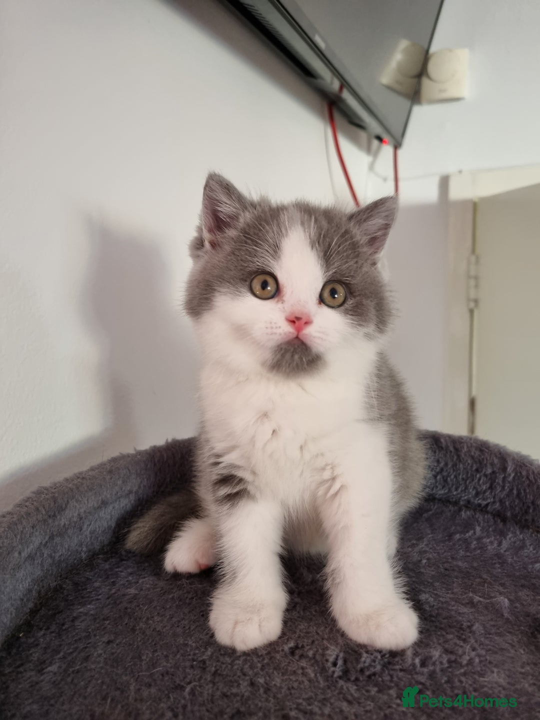 British Shorthair cats for sale: 4 Sweet PEDIGREE kittens - Image 21