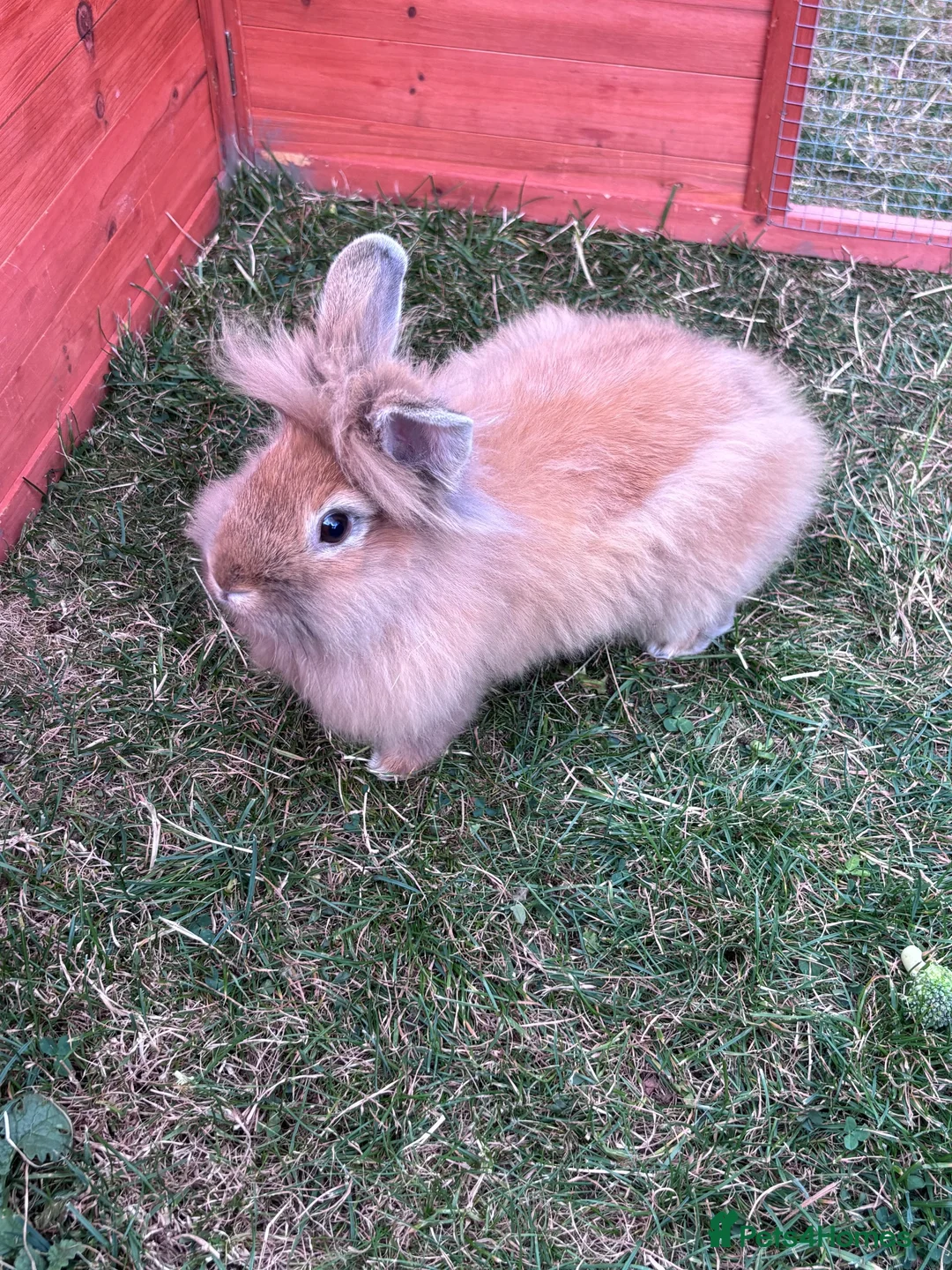 Lionhead rabbits for sale: Double mained lion head rabbit - Advert 1