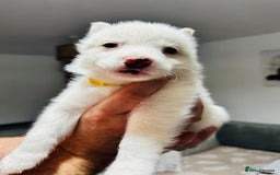 Pomsky dogs for sale: Pomsky Puppy - Image 3