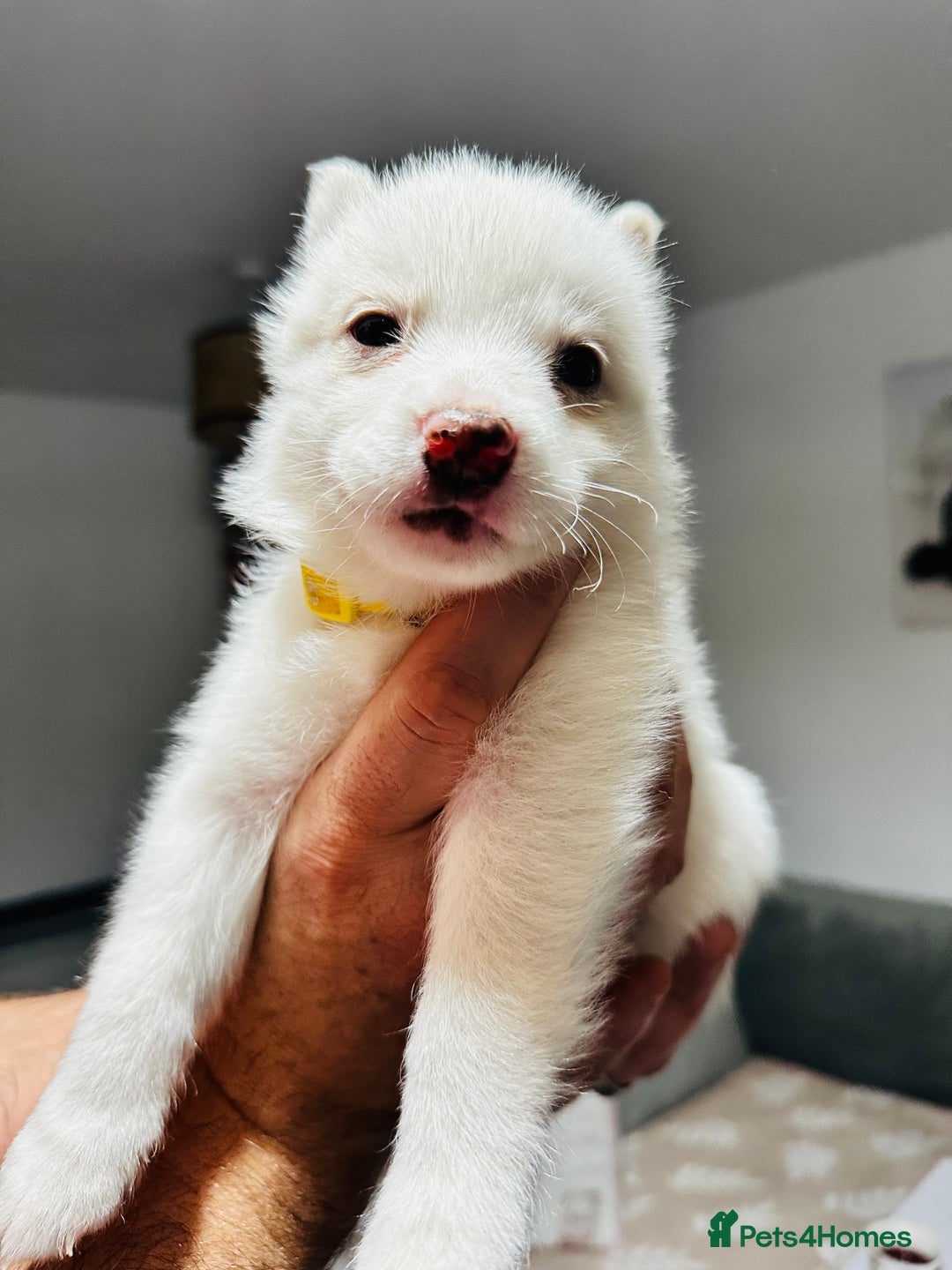 Pomsky dogs for sale: Pomsky Puppy - Image 3