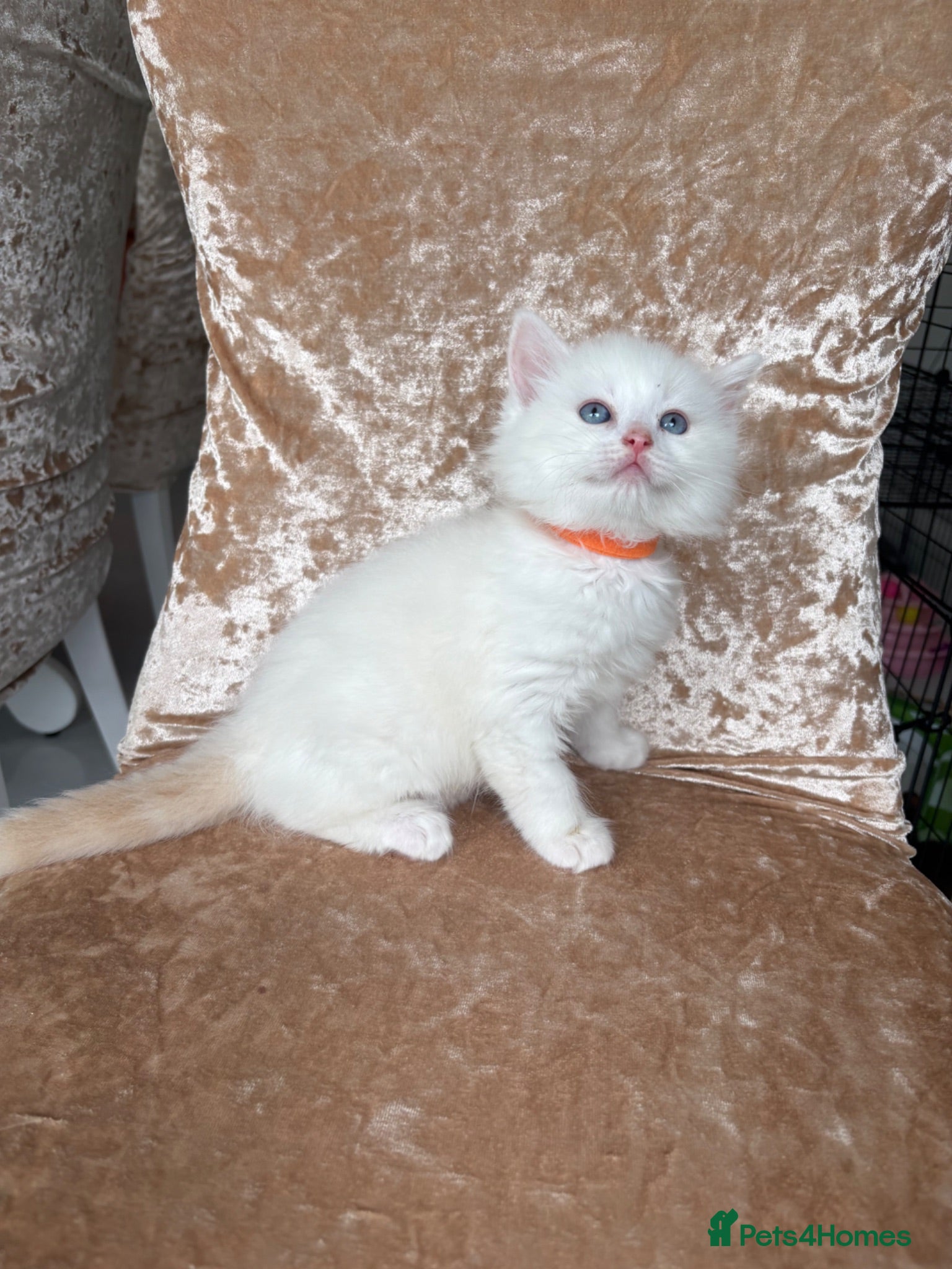 Ragdoll cats Beautiful ragdoll kittens - Advert 17