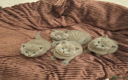 British Shorthair cats for sale: ✨British Shorthair Kittens looking for new family✨ - Advert 15