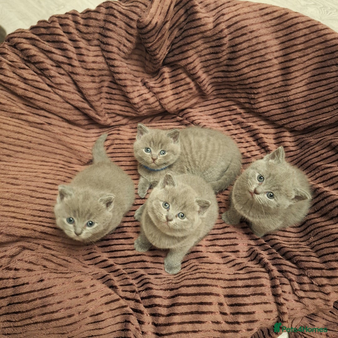 British Shorthair cats for sale: ✨British Shorthair Kittens looking for new family✨ - Advert 15