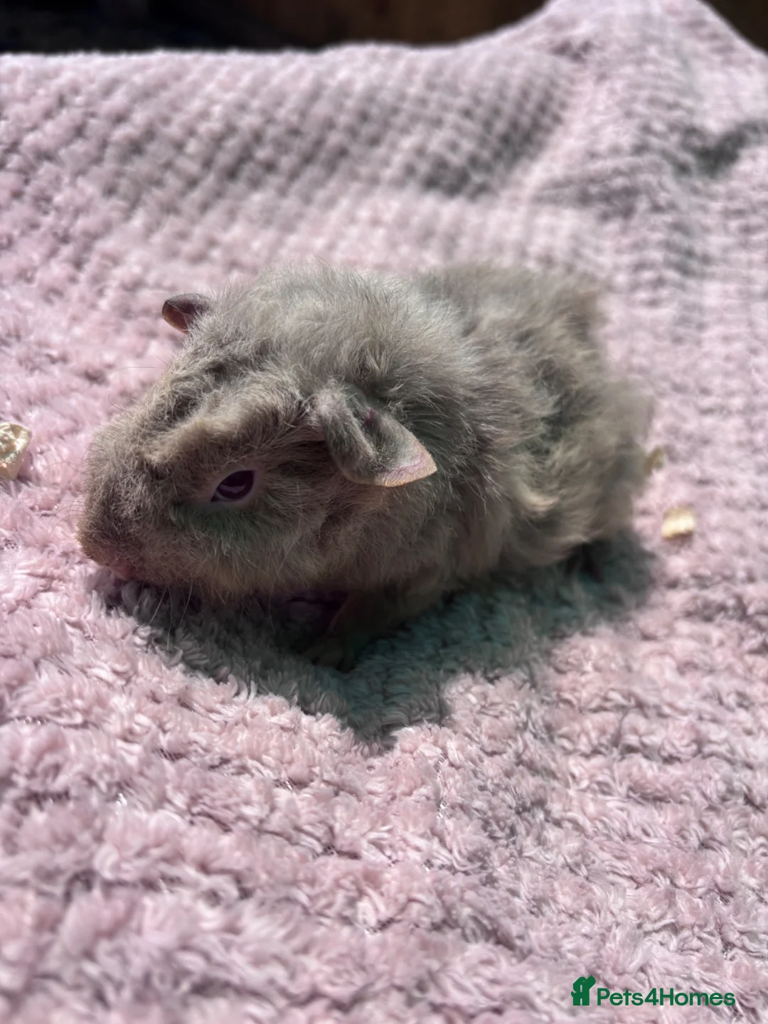 Guinea Pig rodents for sale: 3 little boys ready now  - Advert 2