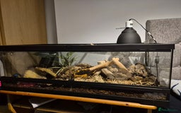 Boa Snake reptiles for sale: Rainbow boa snake  - Image 2