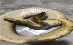 Python Snake reptiles for sale: Ball pythons both sexes  in Peterlee - Image 2