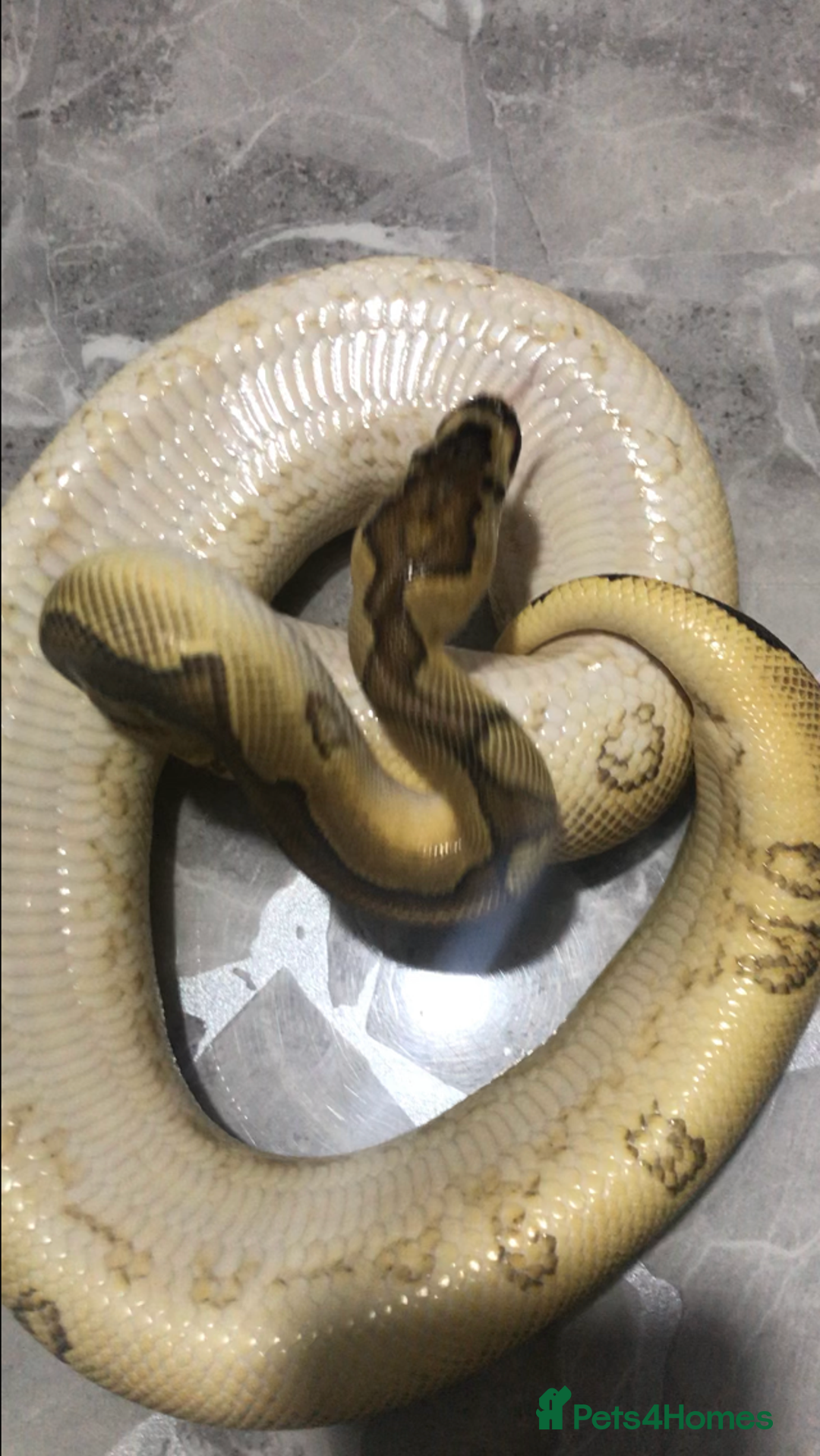 Python Snake reptiles for sale: Ball pythons both sexes  in Peterlee - Image 2