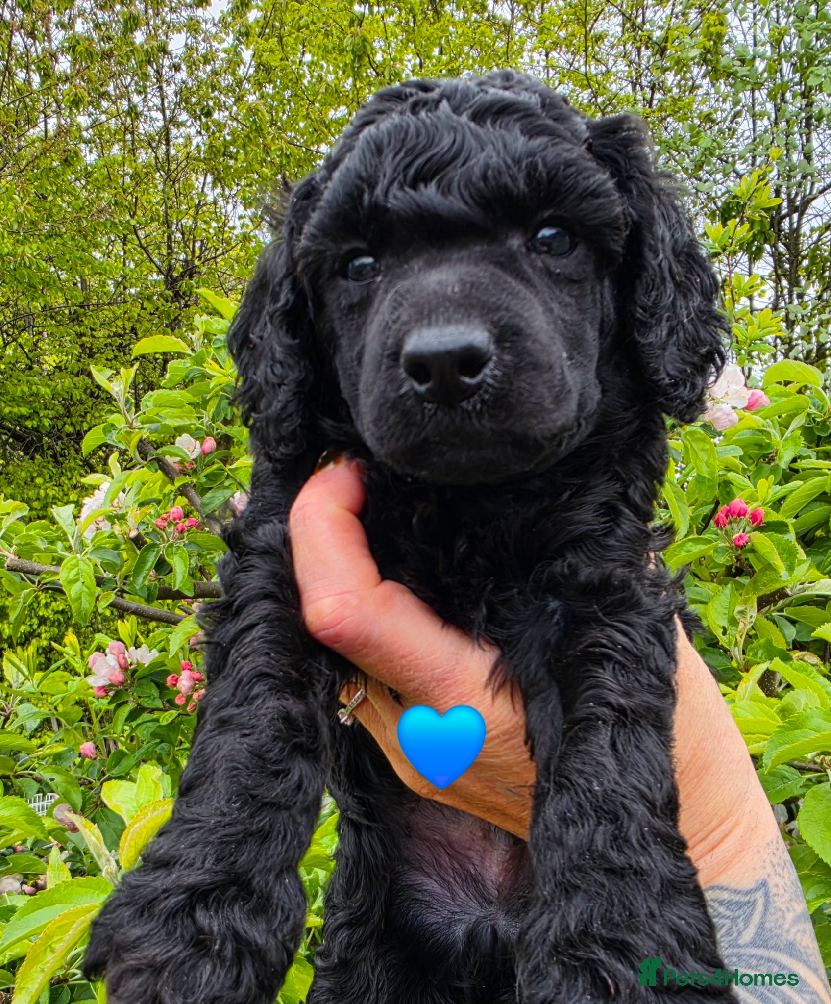 Poodle Puppy 4