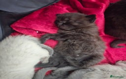 British Shorthair cats for sale: 5 Beautiful Short British haired Kittens  - Image 14