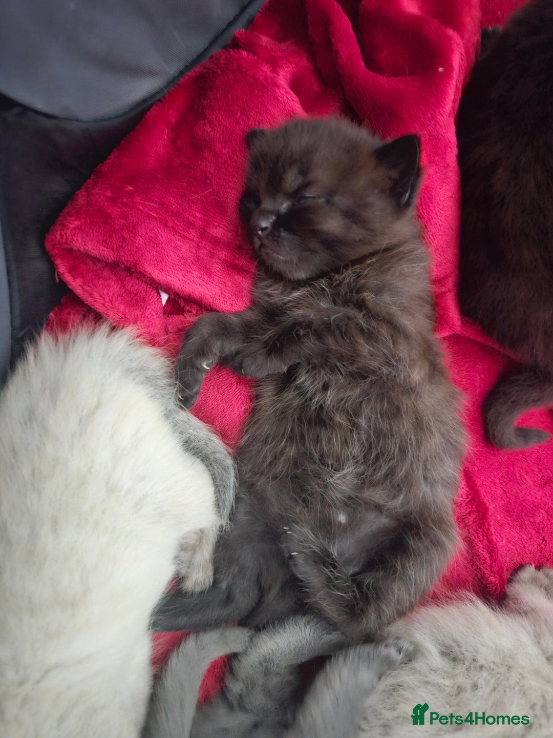 British Shorthair cats for sale: 5 Beautiful Short British haired Kittens  - Image 14