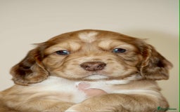 Cockapoo dogs for sale: Adorable Cockerpoo puppies F1B - Image 2