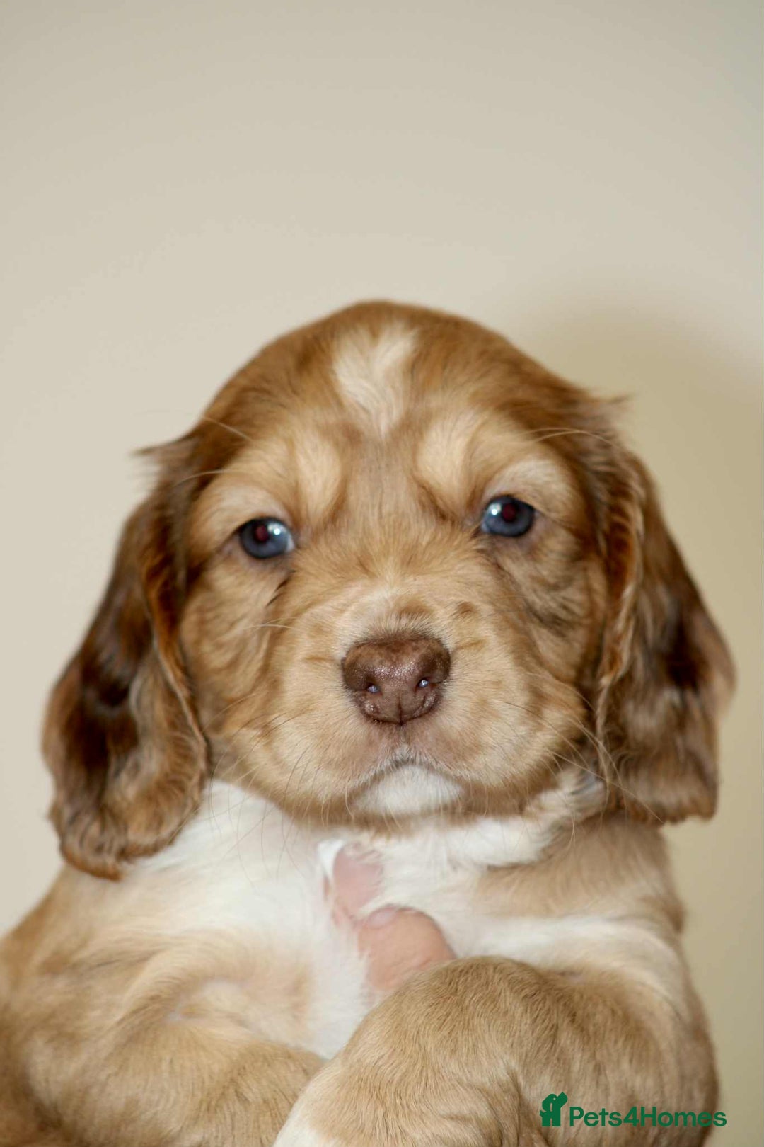 Cockapoo dogs for sale: Adorable Cockerpoo puppies F1B - Image 2