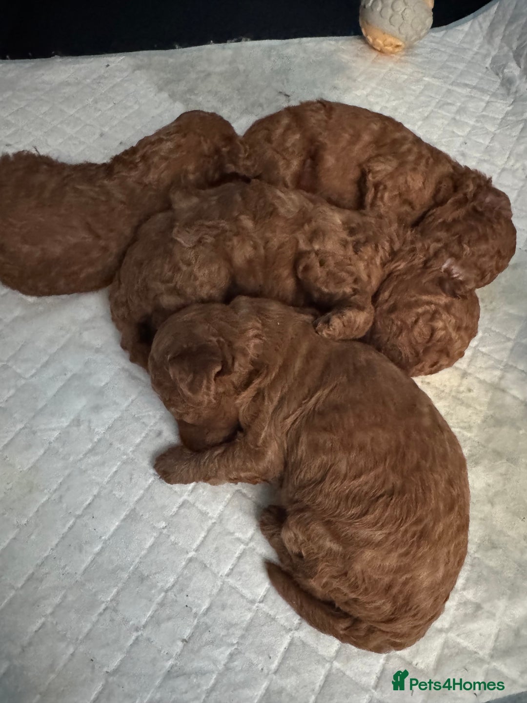 Toy Poodle dogs for sale: Deep red extra Tiny toy poodle KC registered puppy - Image 11