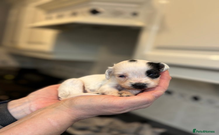 Sproodle dogs Gorgeous sproodle puppies - Family raised - Advert 2