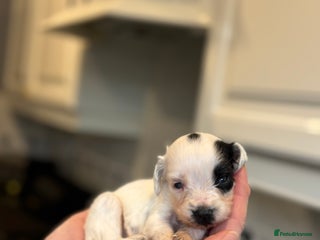 Sproodle dogs Gorgeous sproodle puppies - Family raised - Advert 6